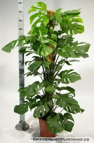 Монстера Деликоза 150-160 см