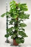 Монстера Деликоза 150-160 см
