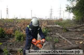 Требуется бригада пильщиков деревьев