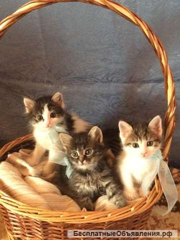 Ласковые котята в добрые руки
