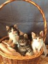 Ласковые котята в добрые руки