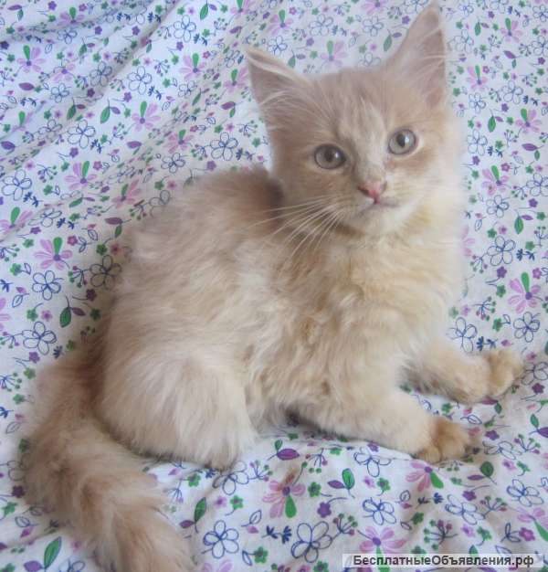 Рыженький сибирский котёнок