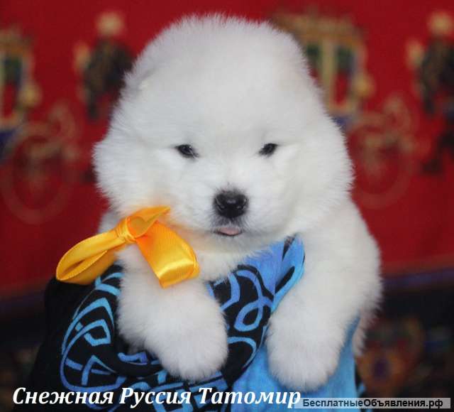 Самоедская собака щенки