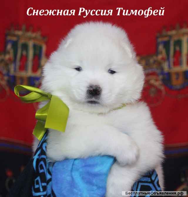 Самоедская собака щенки