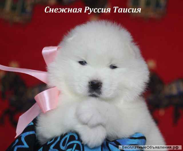 Самоедская собака щенки