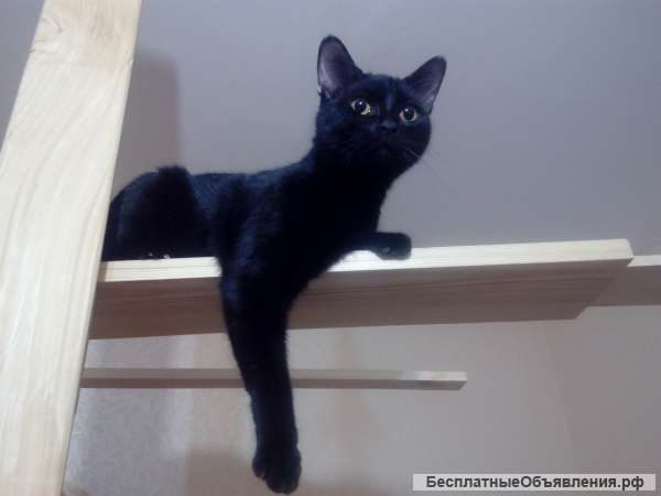 Отдам в добрые руки