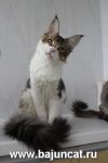Котята мейн-кун из питомника