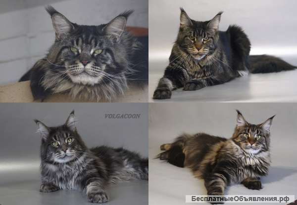 Крупные котята Мейн кун