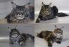 Крупные котята Мейн кун