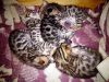 Котята-бенгалы