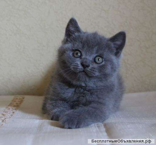 Британские котята