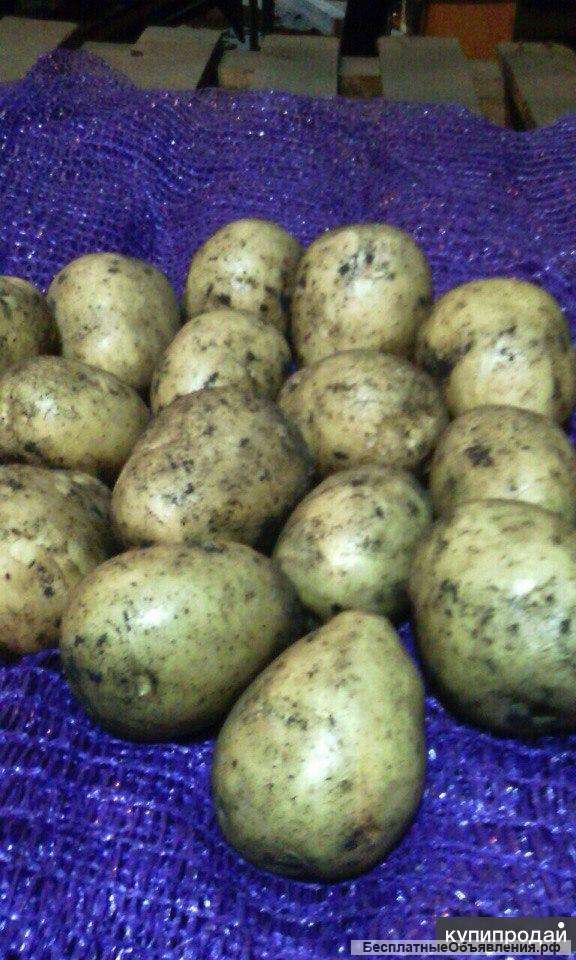 Картофель оптом. Овощи оптом.