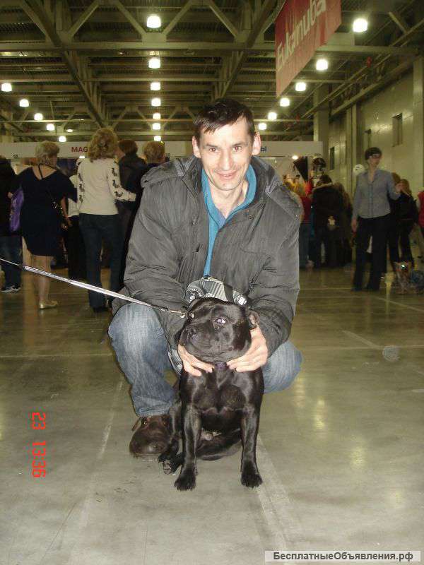 Дрессировка собак гарантируем результат