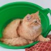 Рыжий сибирский котик