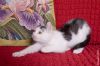 Котенок домашний беленький с пятнышками в добрые руки