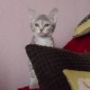 Девочка домашняя серенькая очень славная