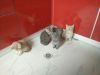 Котята британской породы