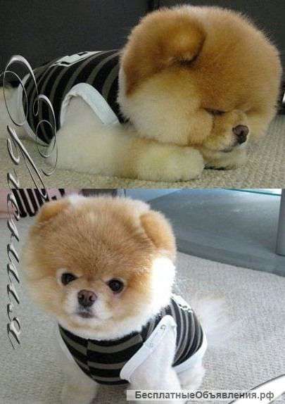 Плюшевые медвежата