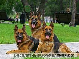 Услуги охраны с служебными собаками