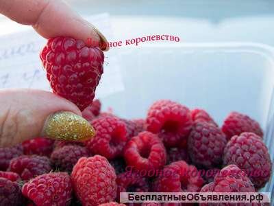 Саженцы малины оптом
