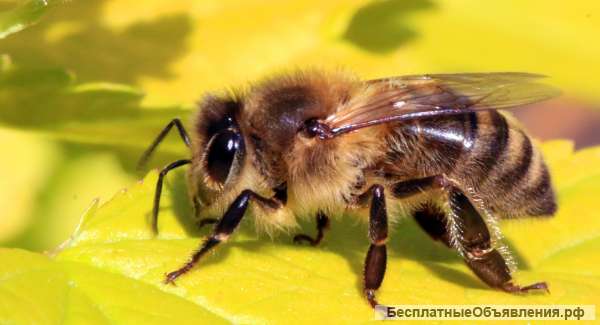 Пчелы