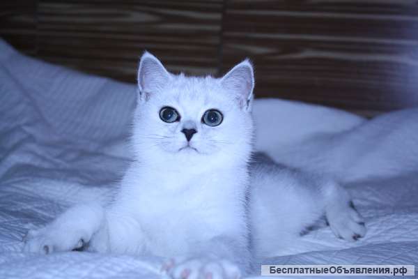 Серебристая кошечка