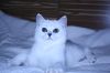 Серебристая кошечка