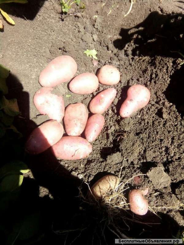 Картофель оптом от производителя 25 р/кг