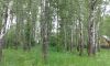 Лесной зем участок