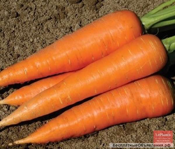 Семена моркови фирмы Seminis