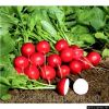 Семена редиса от известных производителей