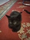 Отдам черных котят в добрые руки