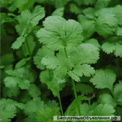 Семена кориандра от производителя