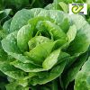 Семена салата от производителя