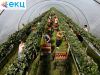 Фасовщики/цы в тепличный комплекс. Вахта в Спб+проживание+питание