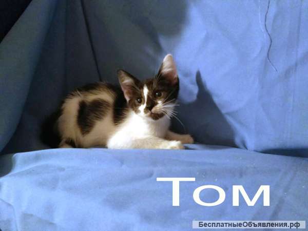 Крошка Том ищет дом