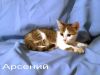 Маленький Арсений очень хочет домой