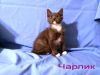 Котенок Чарлик ждет хозяина