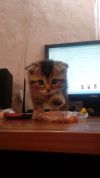 Котята британцы