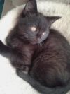 Чёрные котята