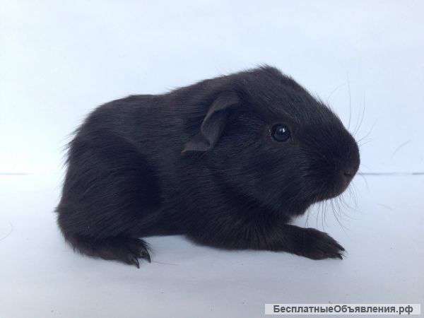 Морская свинка мальчик шоко селф