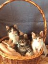 Отдам ласковых котят в добрые руки