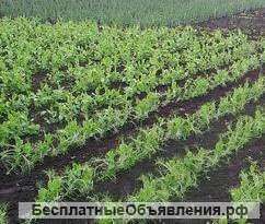 Земельный участок недорого