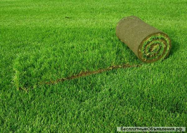 Рулонный газон от производителя