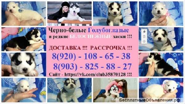Пушистые хаски разных окрасов продаются