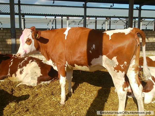 Нетели племенные