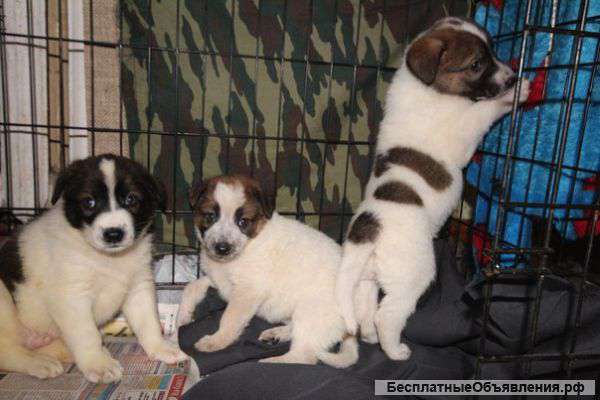 Плюшевые щенки даром