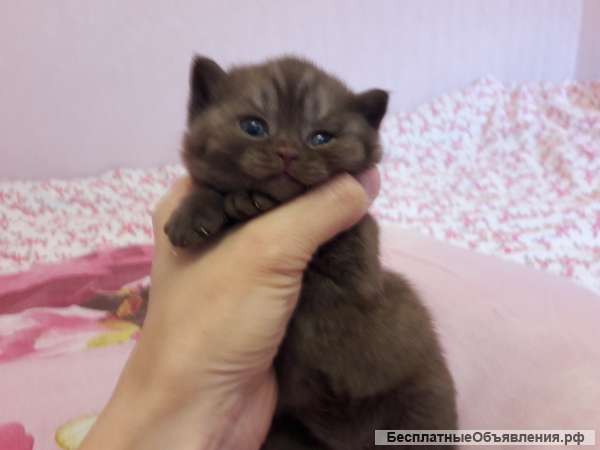 Британские котята