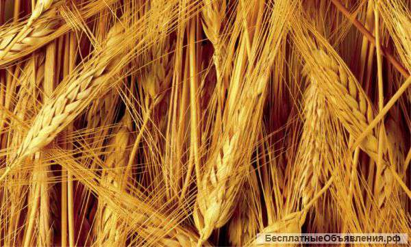 Продаем семена озимого ячменя