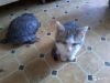 Котенок в хорошие руки